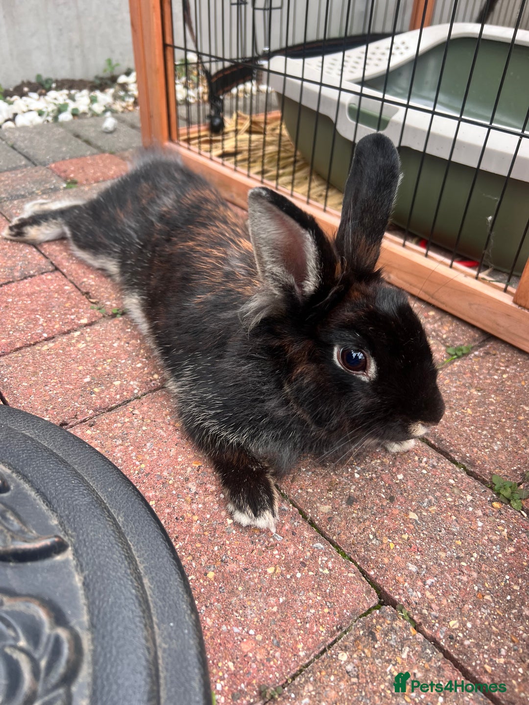 Lionhead rabbits for sale: Spayed lionhead female  - Image 2