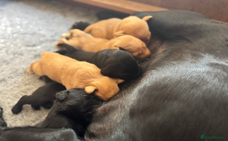 Labrador Retriever dogs - Advert 12