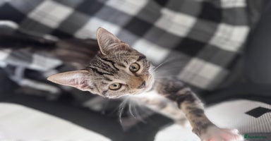 Mixed Breed cats - Advert 5