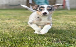 Border Collie dogs for sale: Blue Merle and Tri colour pups - Image 5