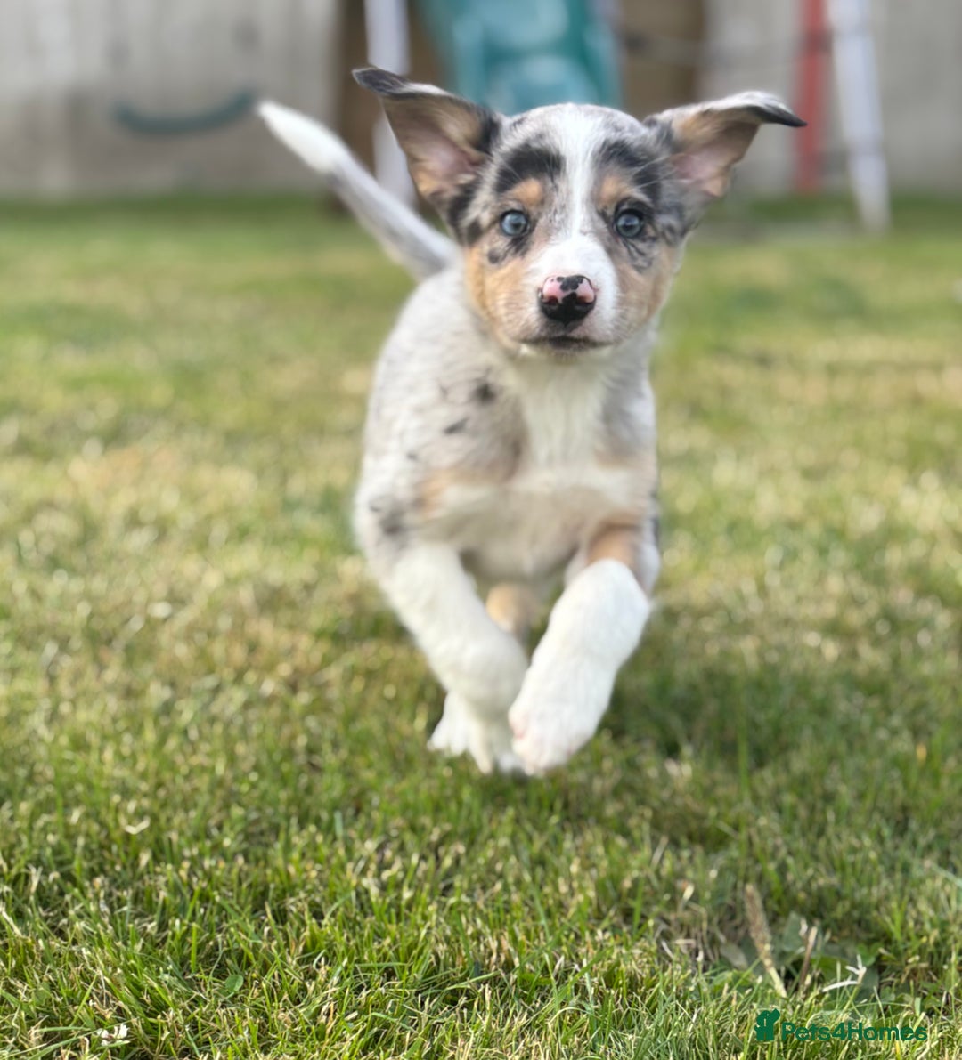 Border Collie dogs for sale: Blue Merle and Tri colour pups - Image 5