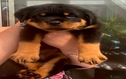 Rottweiler dogs for sale: Superb litter of dual purpose Rottweiler puppies. - Image 25