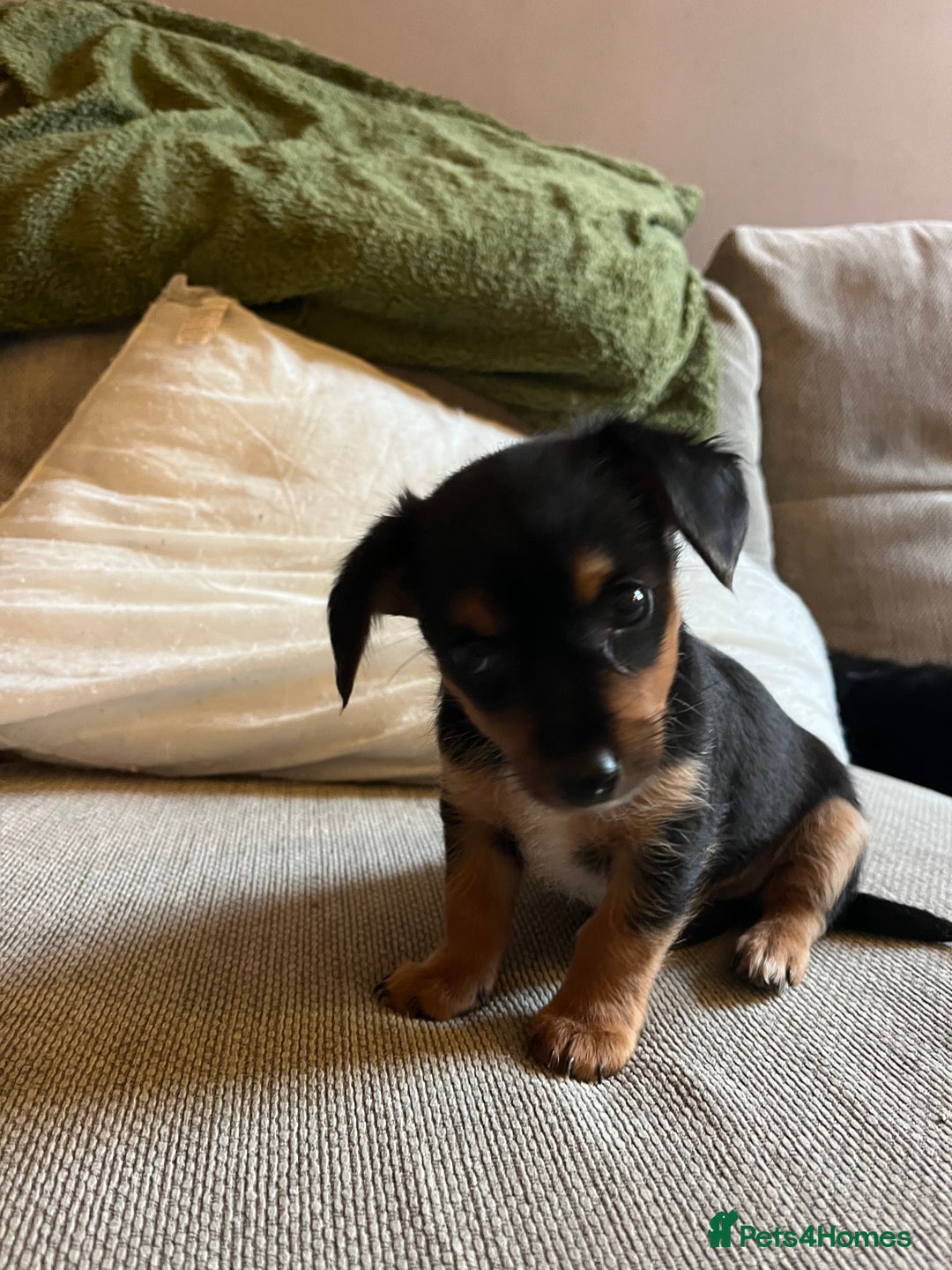 Jack Russell dogs for sale: Jack Russell puppies for sale - Advert 34