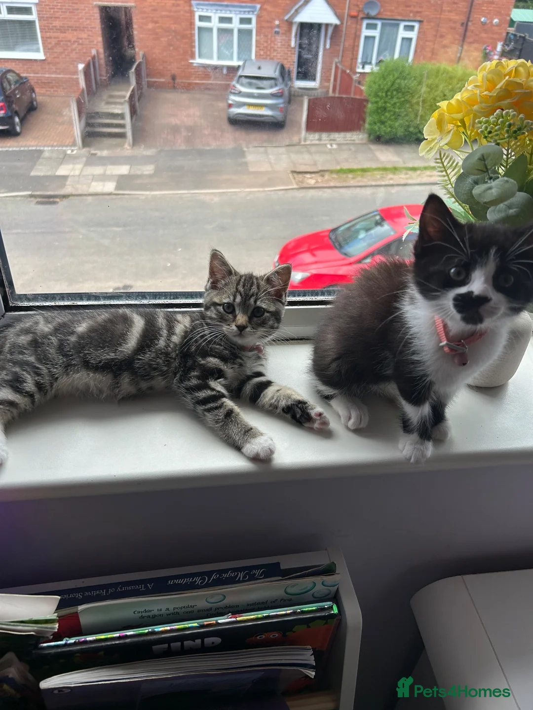 Mixed Breed cats for sale: 2 beautiful kittens  - Advert 2