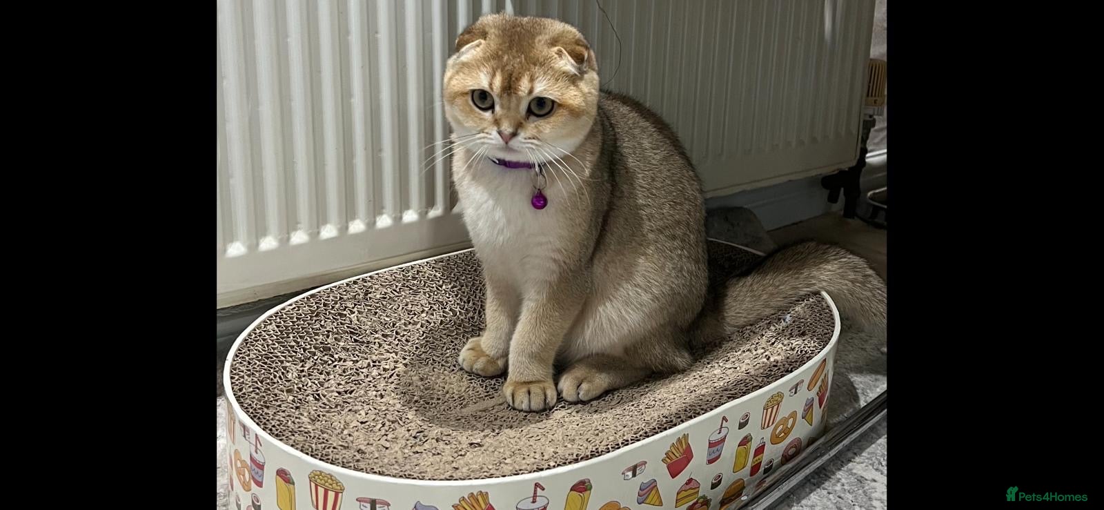 Scottish Fold cats Beautiful Scottish Fold Kittens - Advert 12