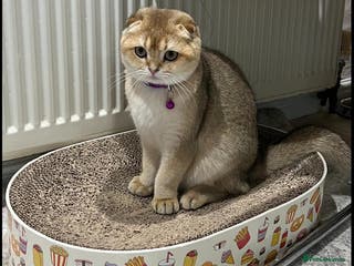 Scottish Fold cats Beautiful Scottish Fold Kittens - Advert 9