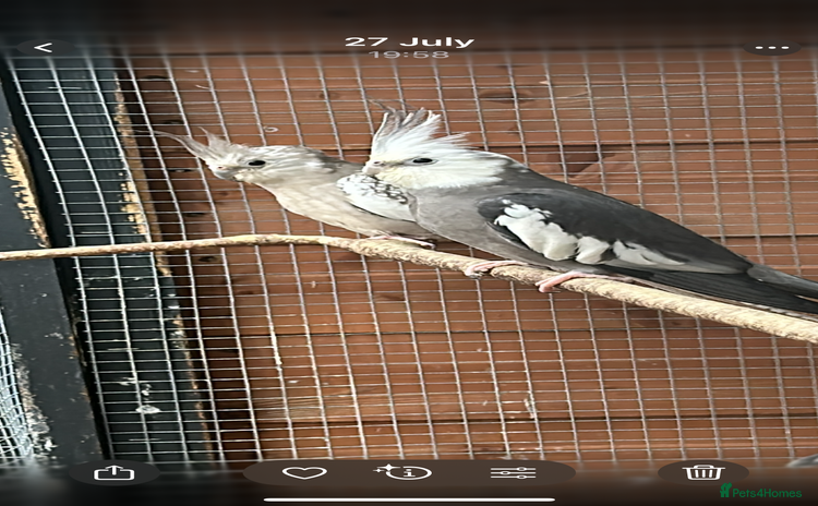 Cockatiels birds - Advert 10