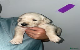 Golden Retriever dogs for sale: Golden Retriever Puppies for Sale - Image 6