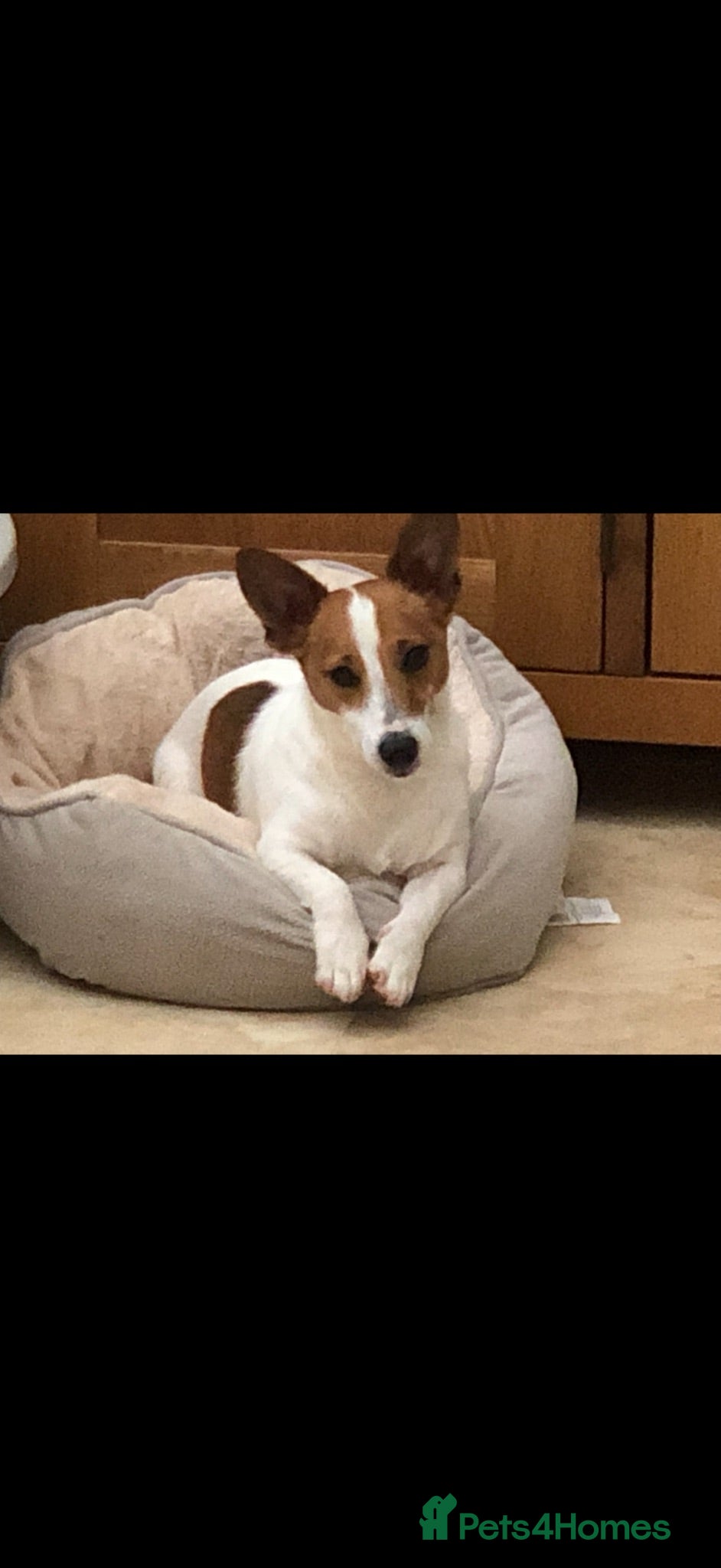 Jack Russell dogs Beautiful mature jack russell - Advert 12