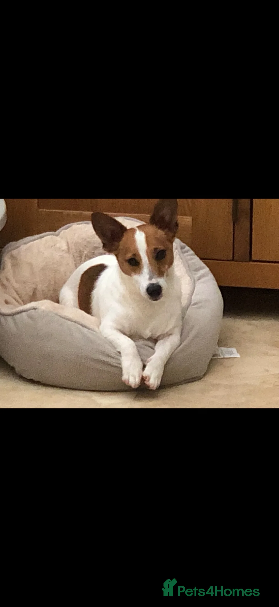 Jack Russell dogs for sale: Beautiful mature jack russell - Advert 1