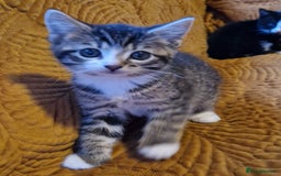 Domestic Shorthair cats for sale: Adorable Kittens Ready for Their Forever Homes - Advert 7