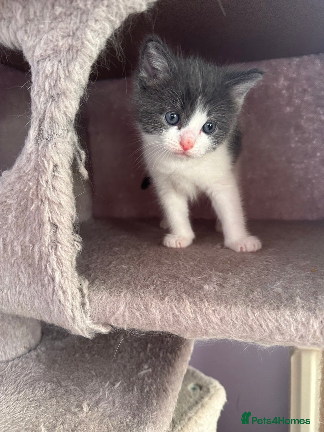 RagaMuffin cats for sale: Three Adorable Male Kittens  - Advert 4