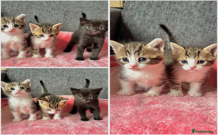 Mixed Breed cats - Advert 8