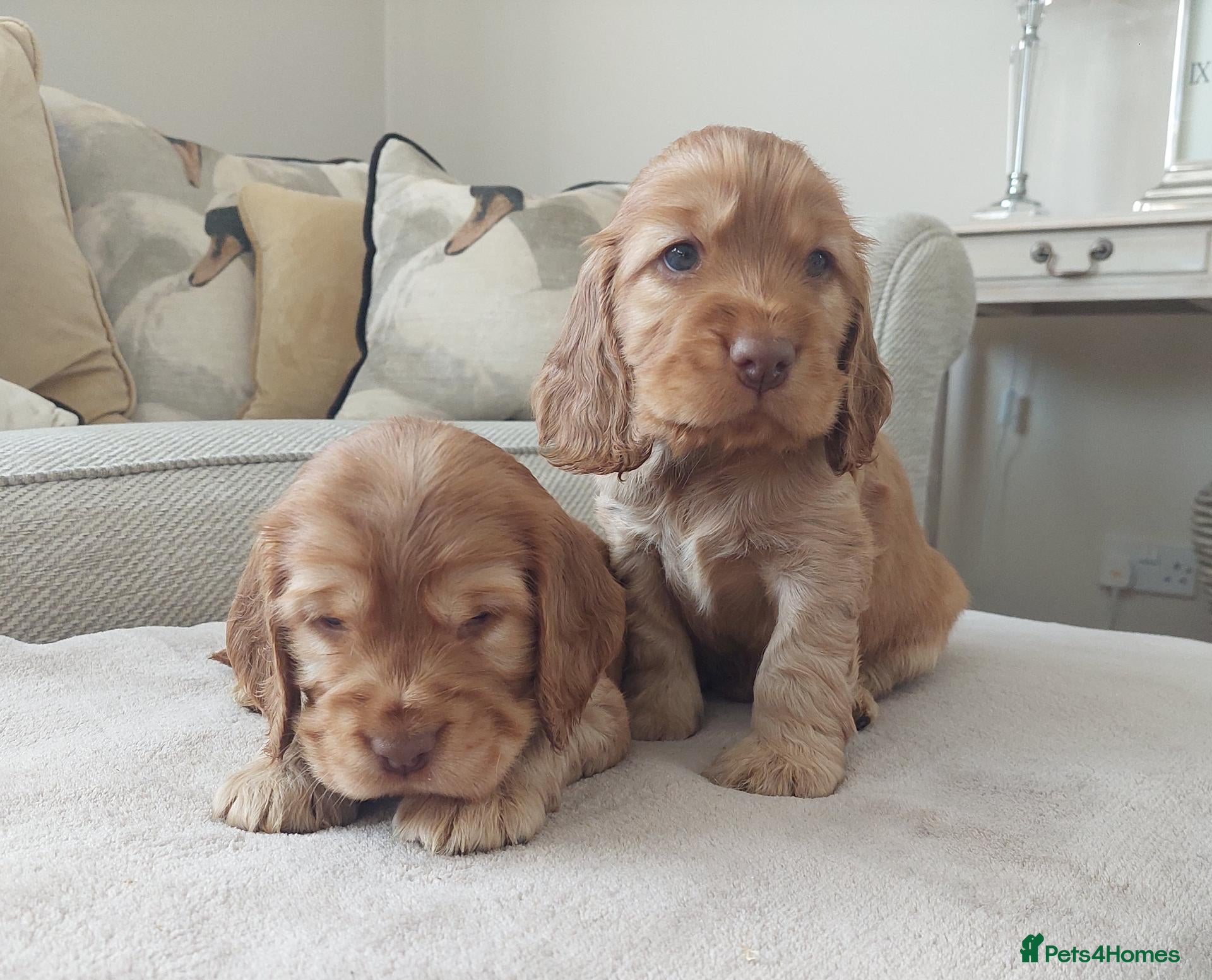 Cocker Spaniel dogs BEAUTIFUL KC REG SHOW TYPE COCKER SPANIEL PUPPIES - Advert 1