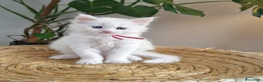 Maine Coon Kitten 5