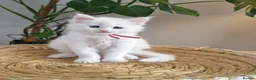 Maine Coon cats for sale: Exceptional Russian Line Maine coons - Advert 7