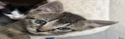 Mixed Breed cats for sale: Beautiful Bonded Tabby Boys – Reggie & Ronnie  - Advert 20
