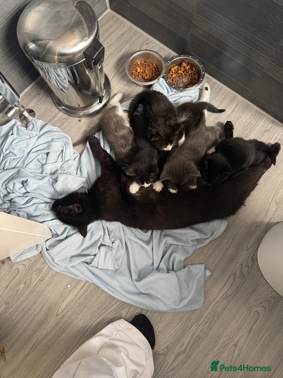 Mixed Breed cats for sale: Kittens for sale  - Image 18