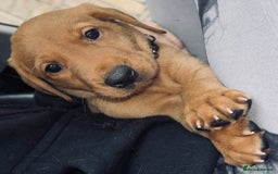 Labrador Retriever dogs for sale: Beautiful Labrador puppies for sale  - Image 4