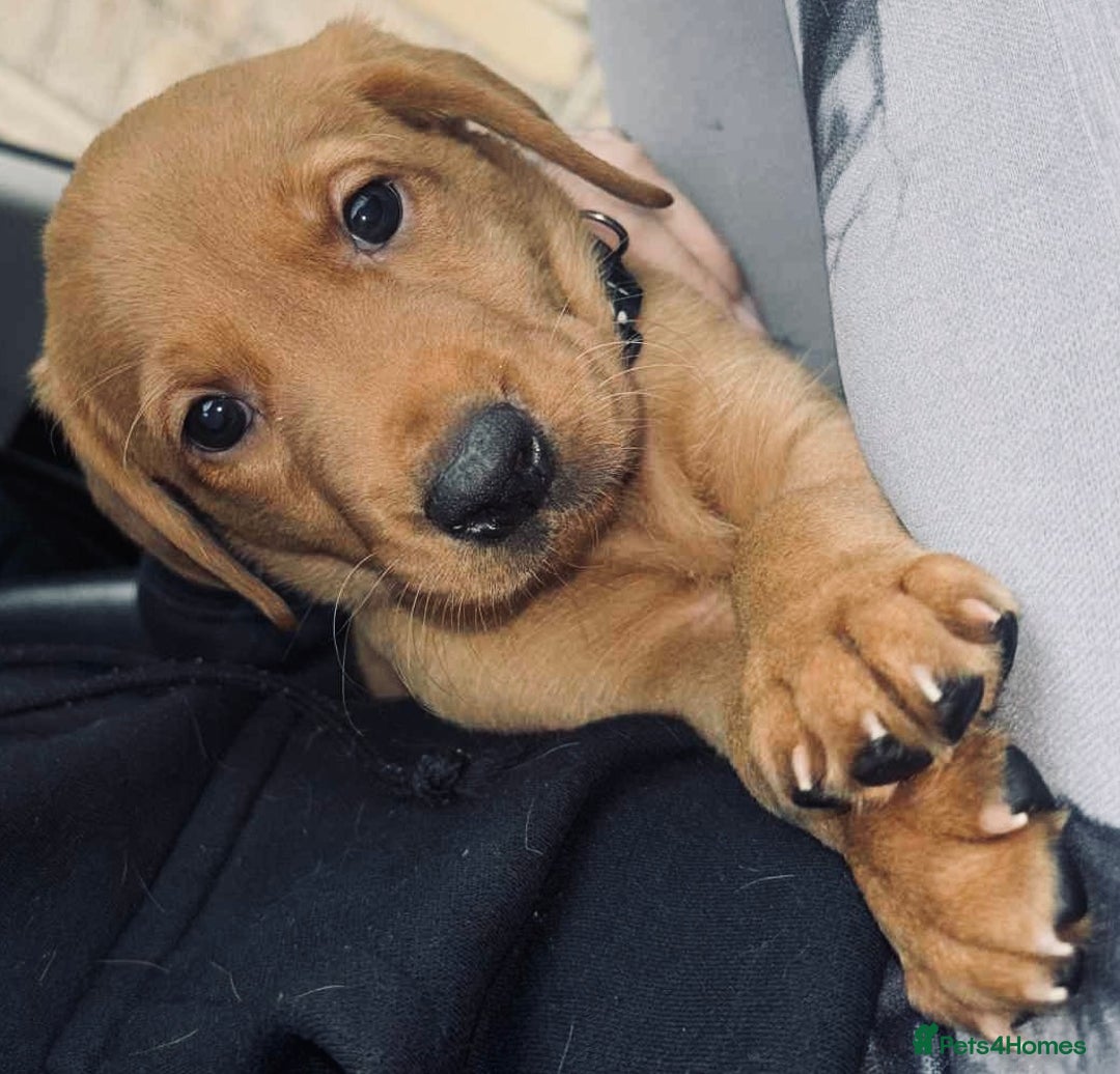 Labrador Retriever dogs for sale: Beautiful Labrador puppies for sale  - Image 4