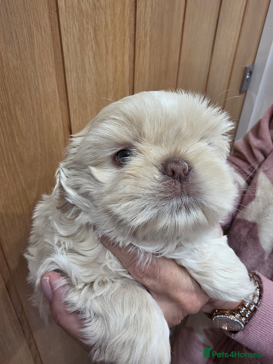 Shih Tzu dogs for sale: 3 stunning imperial karashishi shihtzu  - Advert 16