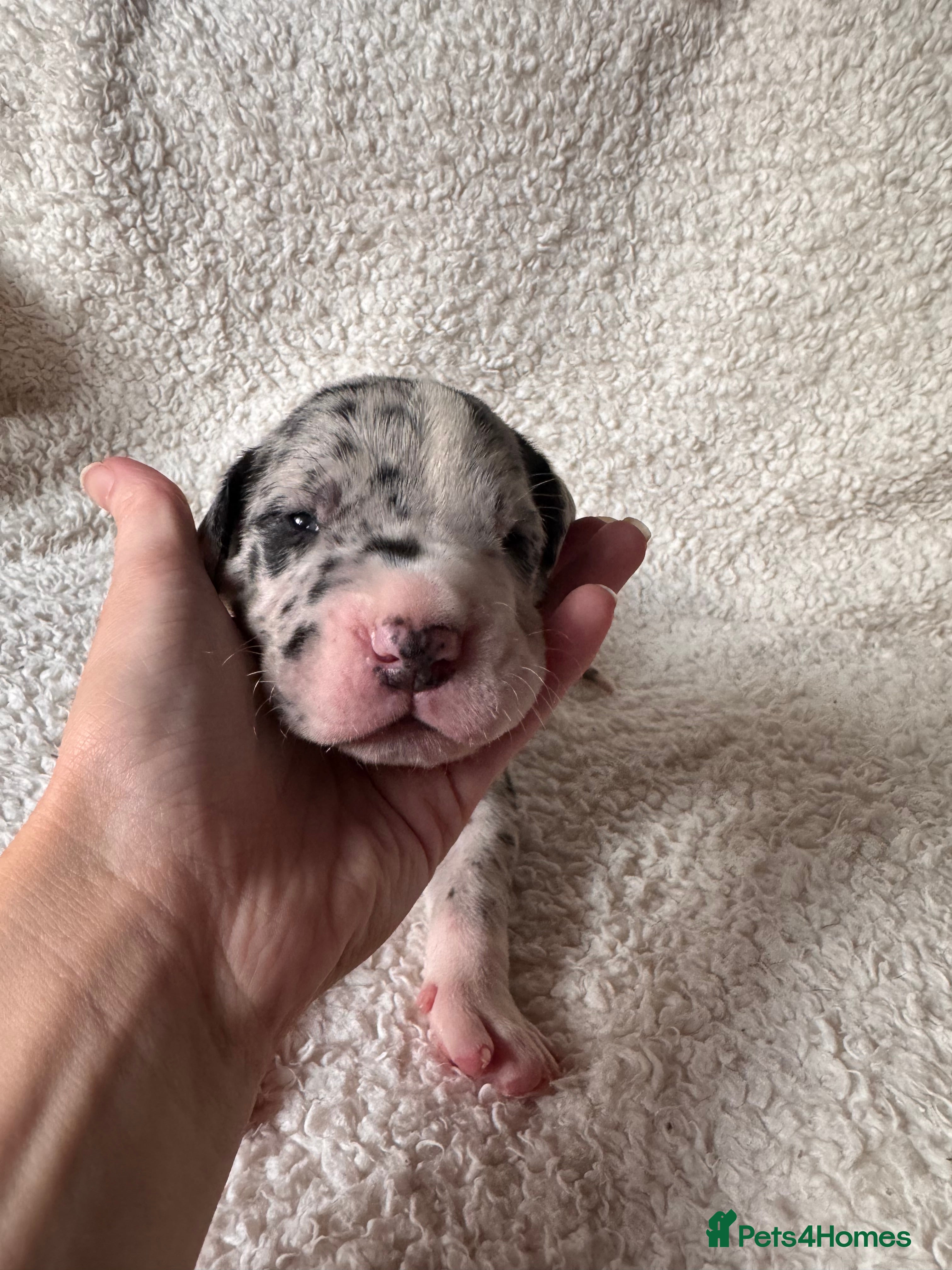 Great Dane dogs KC registered Great Dane pups - Advert 11