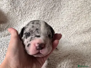 Great Dane dogs KC registered Great Dane pups - Advert 11