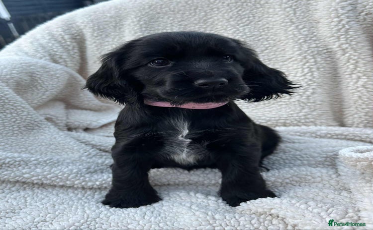 Cocker Spaniel dogs - Advert 1