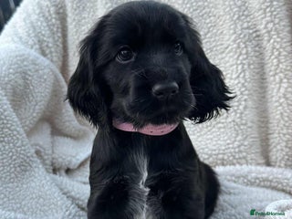 Cocker Spaniel dogs - Advert 1