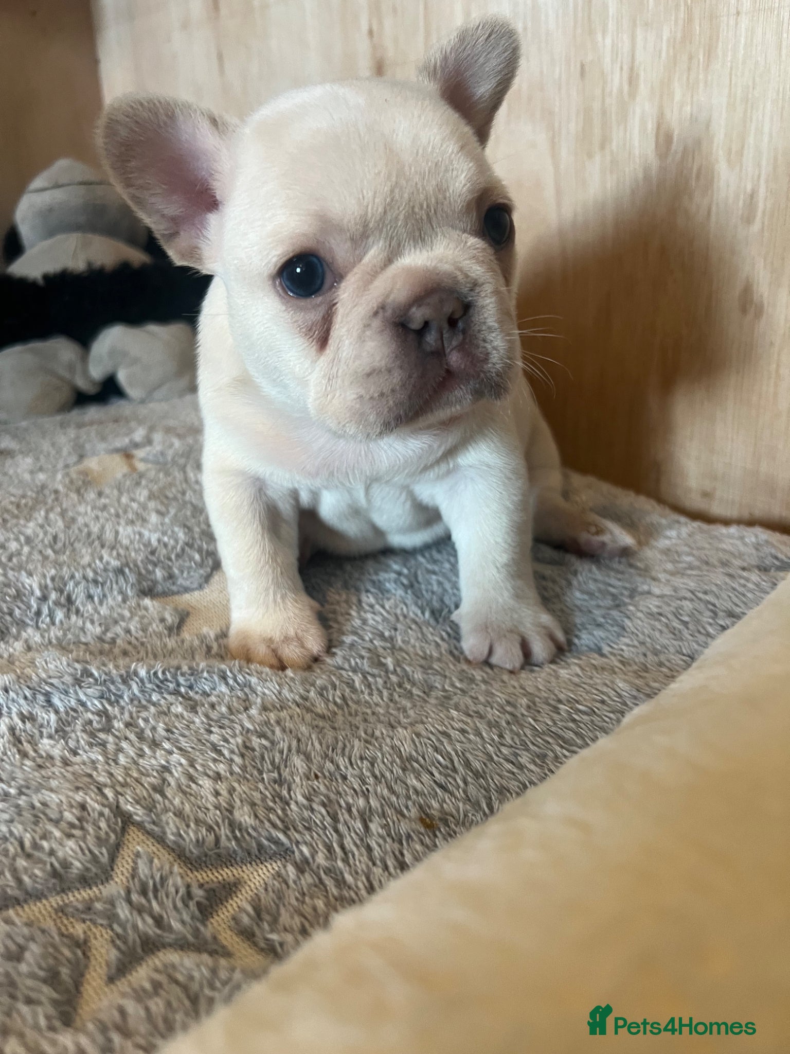 French Bulldog dogs KC Frenchies, platinum/blue masked - Advert 2