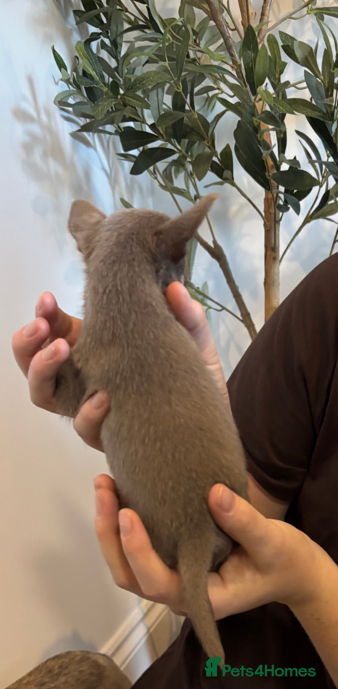 Chihuahua dogs for sale: 3 female and 1 male chihuahua puppies.  - Image 16