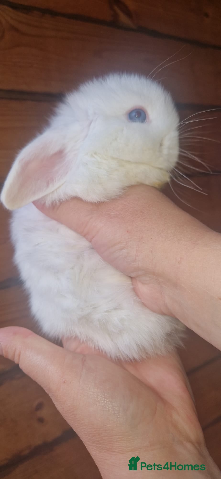 Mini Lop rabbits Beautiful Mini lops  - Advert 1