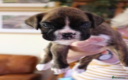 Boxer dogs for sale: KC Boxer Puppies for sale 4 Dogs 2 Bitches - Image 15