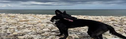 Mixed Breed dogs for sale: 1 year old puppy in Redcar - Advert 3
