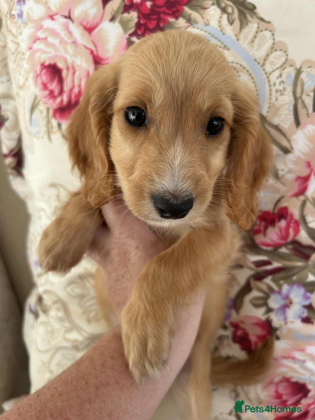 Cockapoo dogs for sale: Ready now !!! Apricot cockerpoos - Image 17