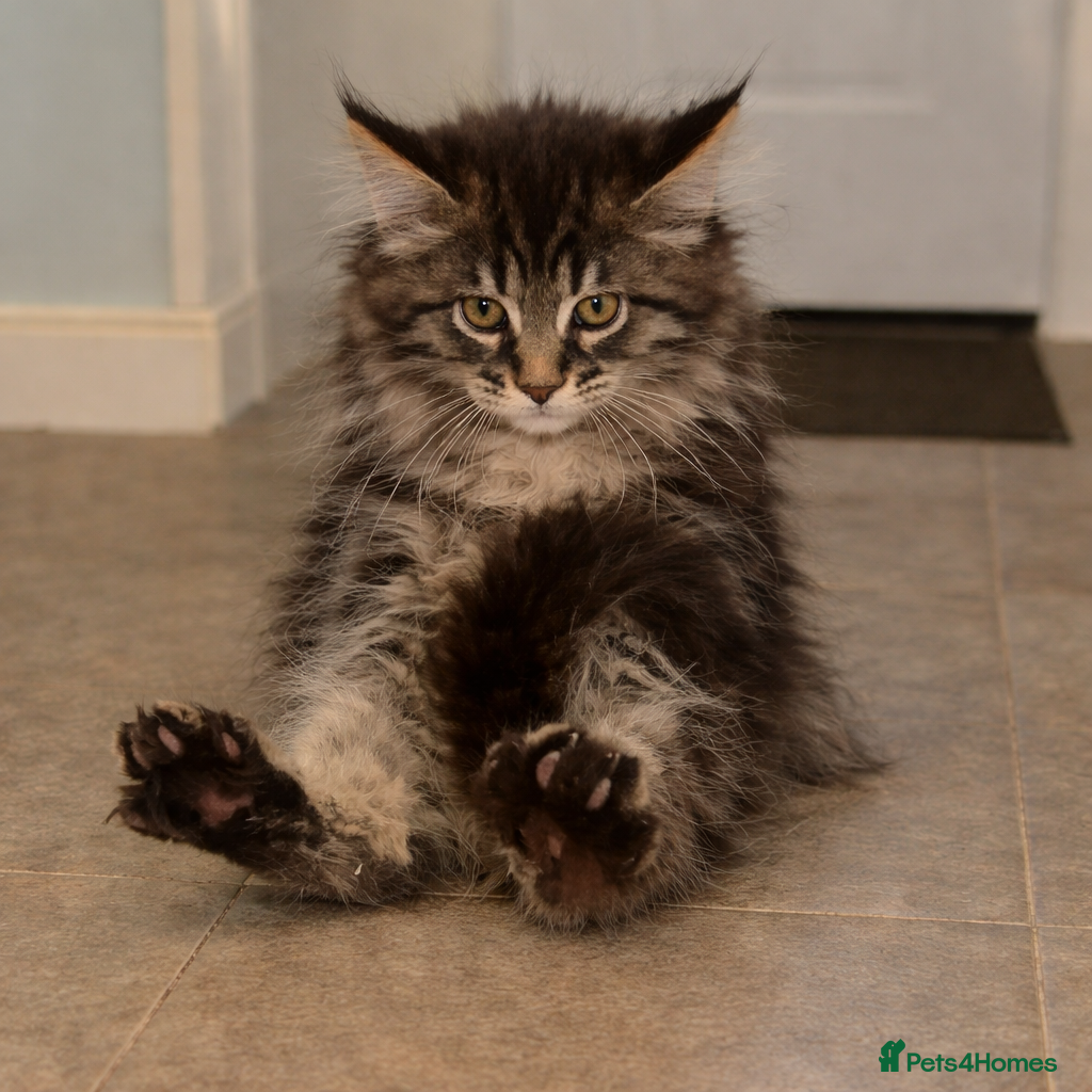 Maine Coon cats 2 Left TICA MAINE COON KITTENS ACTIVE AVAILABLE  - Advert 6