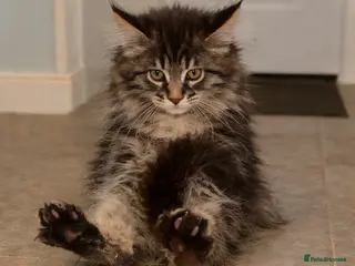 Maine Coon cats 2 Left TICA MAINE COON KITTENS ACTIVE AVAILABLE - Advert 6