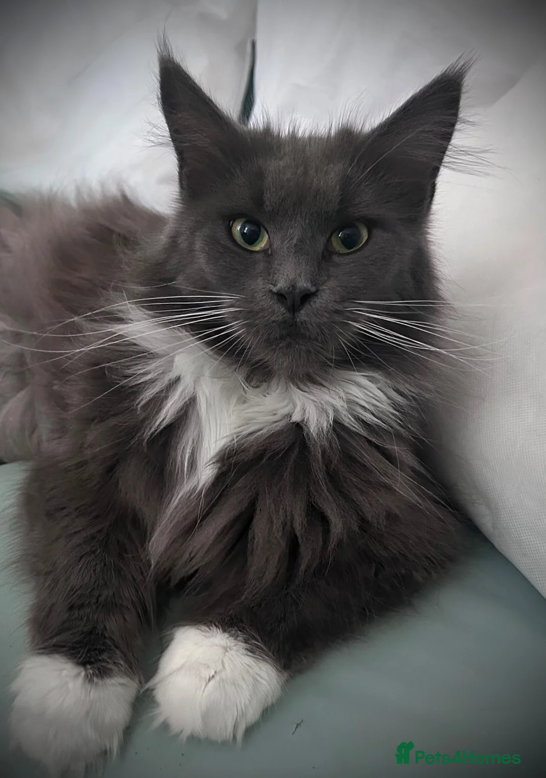Maine Coon cats for sale: Beautiful full breed Male Maine coon blue  - Advert 2