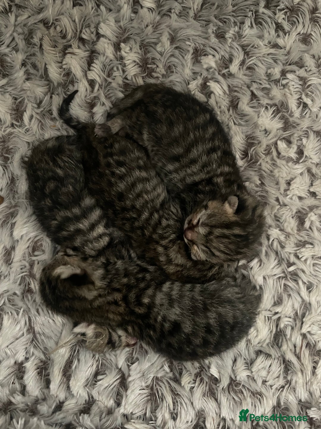 British Shorthair cats for sale: Four British shorthair cross Bengal kittens - Image 6