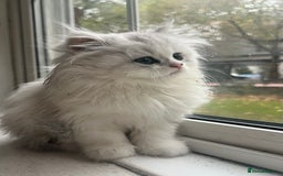 Persian cats for sale: 9 Week Old Persian Playful Kitten - Image 5