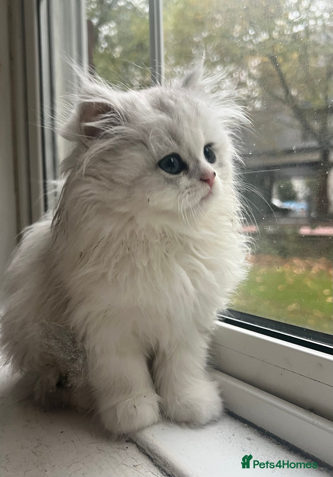 Persian cats for sale: 9 Week Old Persian Playful Kitten - Image 5