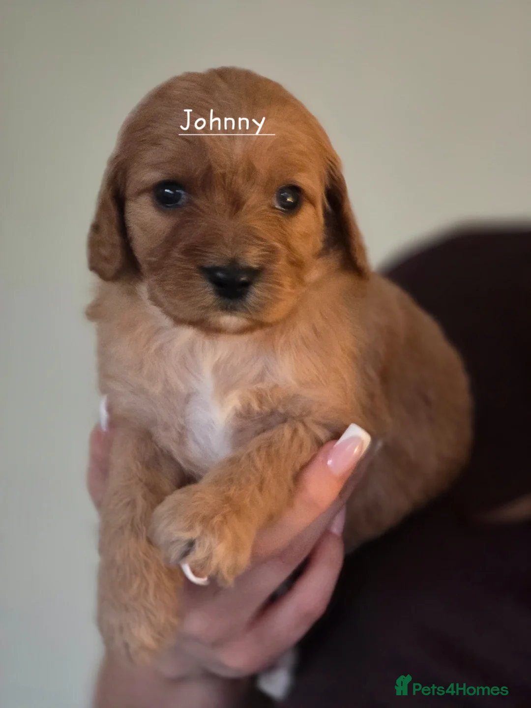 Cavapoo dogs for sale: Health tested Standard (cuddle) Cavapoos - Advert 2