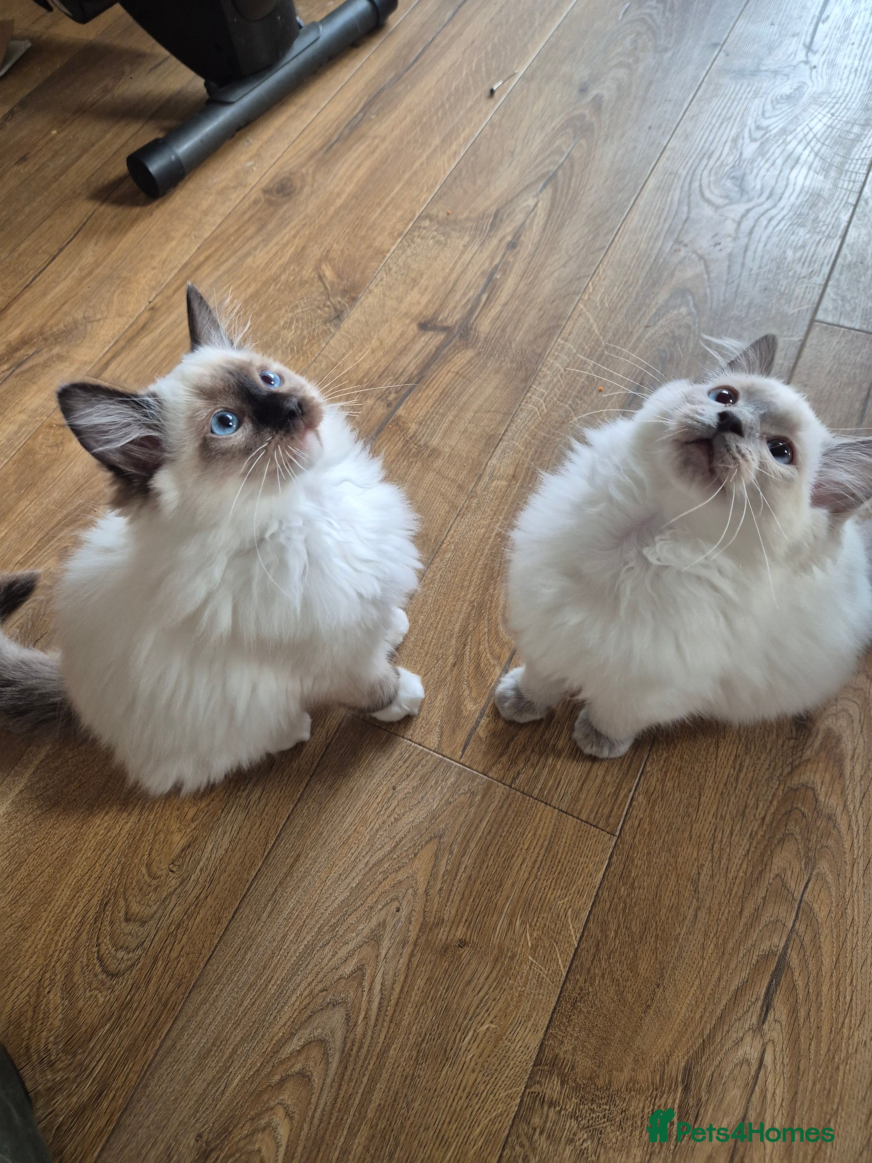 Ragdoll cats Last Two Blue-Eyed Ragdoll Kittens 💕 - Advert 10