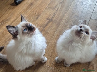 Ragdoll cats Last Two Blue-Eyed Ragdoll Kittens 💕 - Advert 10