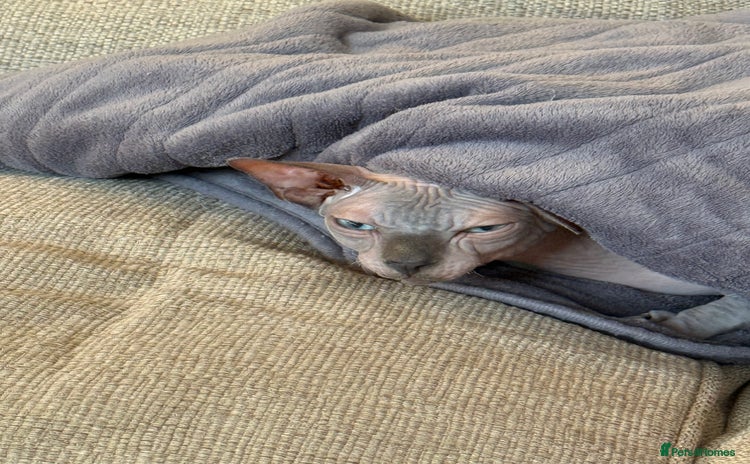 Sphynx cats - Advert 6