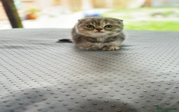 Scottish Fold cats for sale: 🐾Playful Male & Female Scottish Fold Kittens🐾 - Image 5