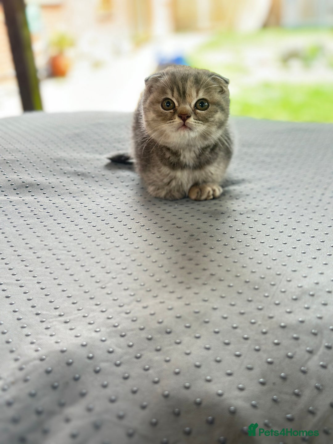 Scottish Fold cats for sale: 🐾Playful Male & Female Scottish Fold Kittens🐾 - Image 5