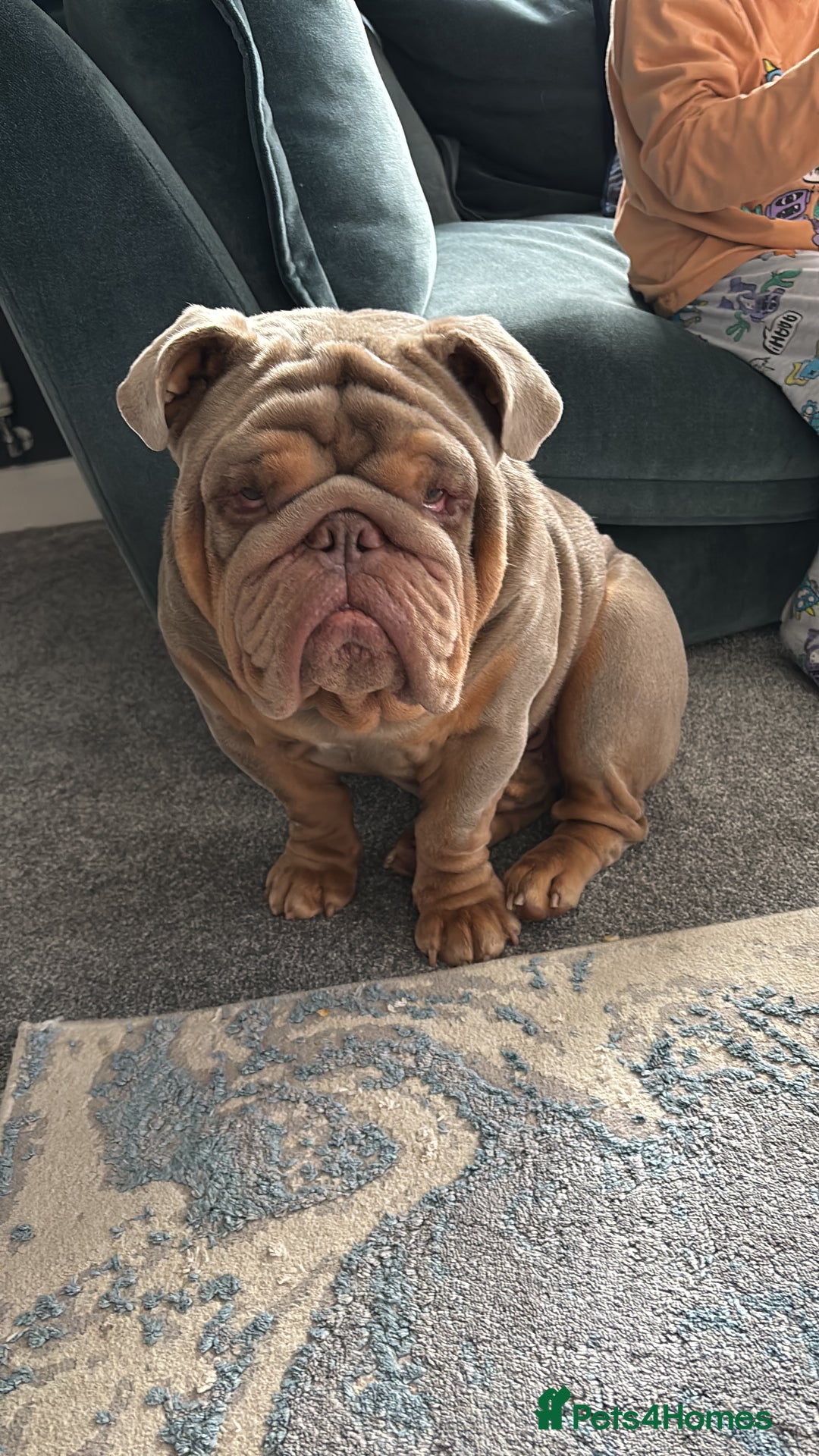 English Bulldog dogs for sale: English bull dog male  - Image 3