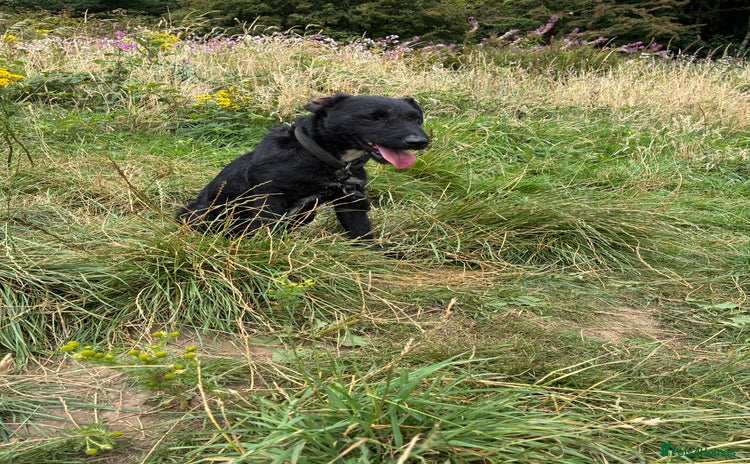 Patterdale Terrier dogs - Advert 1