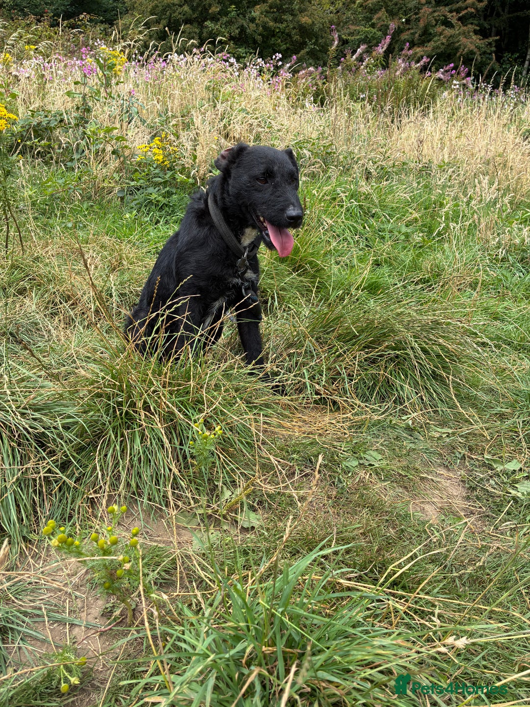 Patterdale Terrier dogs for sale: Male Patterdale terrier  - Image 1